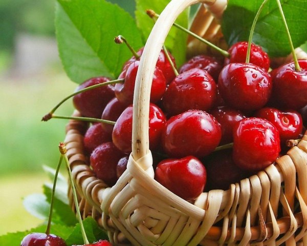 черешня ярославна