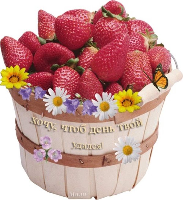 клубника садовая