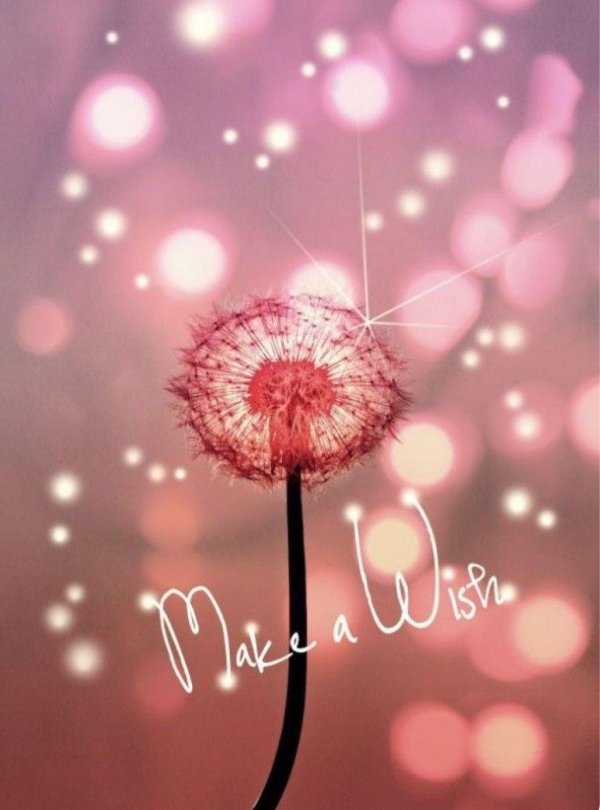 розовые одуванчики