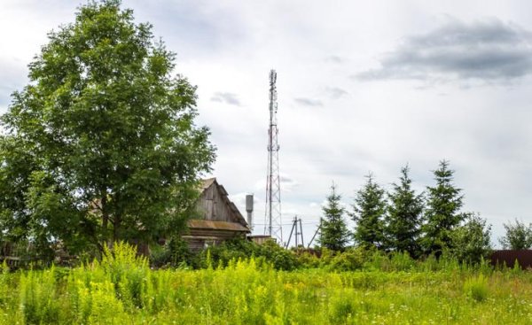 ясень обыкновенный дерево