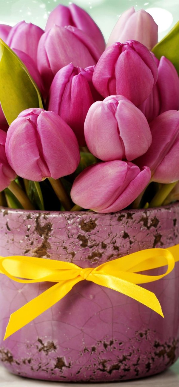 розовые тюльпаны