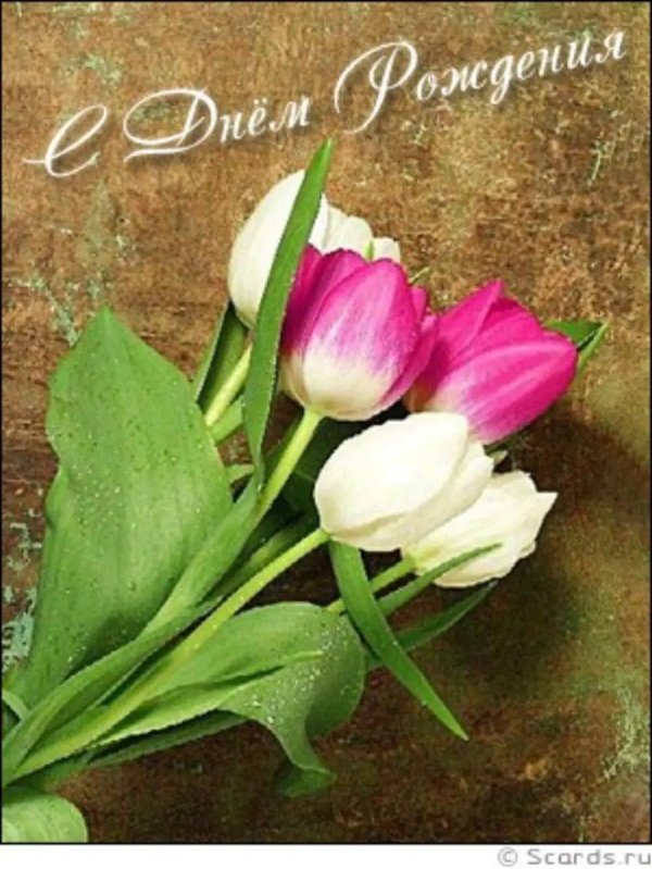 с днём рождениятюльпаны