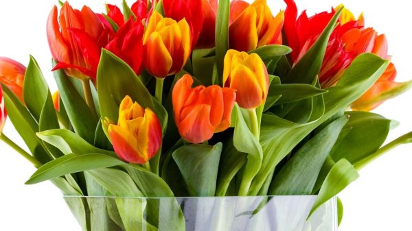 цветок тюльпана