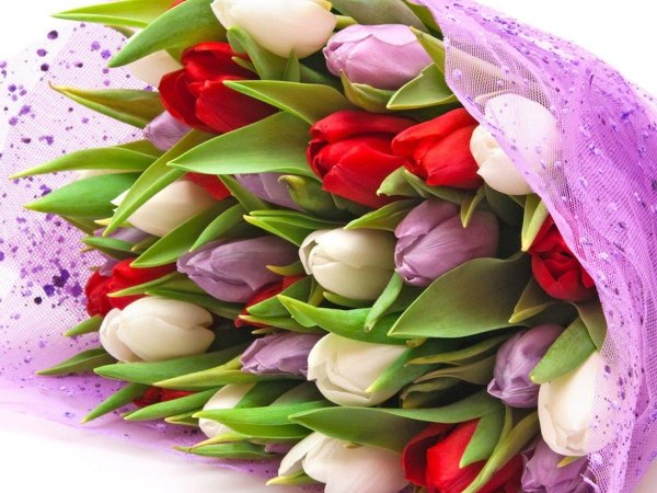 букет тюльпанов красивый