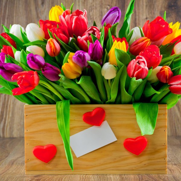 тюльпан на 8 марта