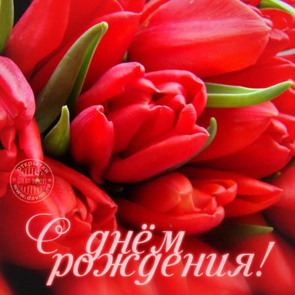 красные тюльпаны