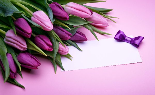 фиолетовые тюльпаны