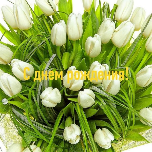 белые тюльпаны