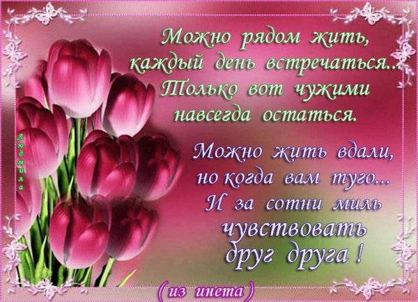 футаж тюльпаны