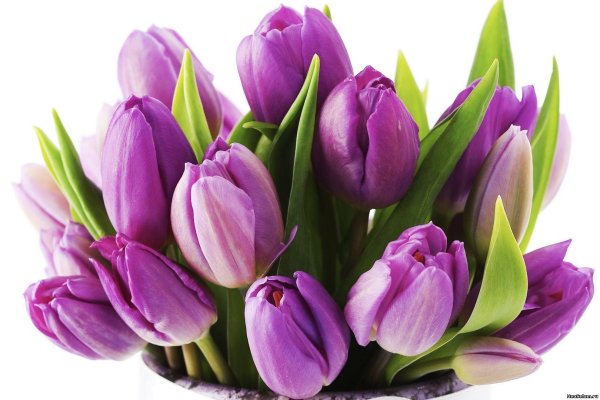 фиолетовые тюльпаны