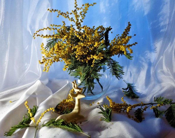 мимозы светланы родионовой