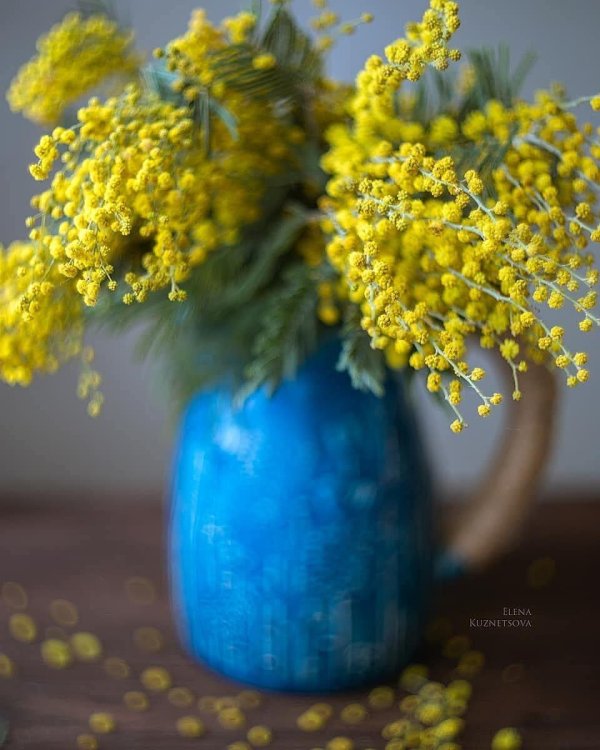 мимоза для травника