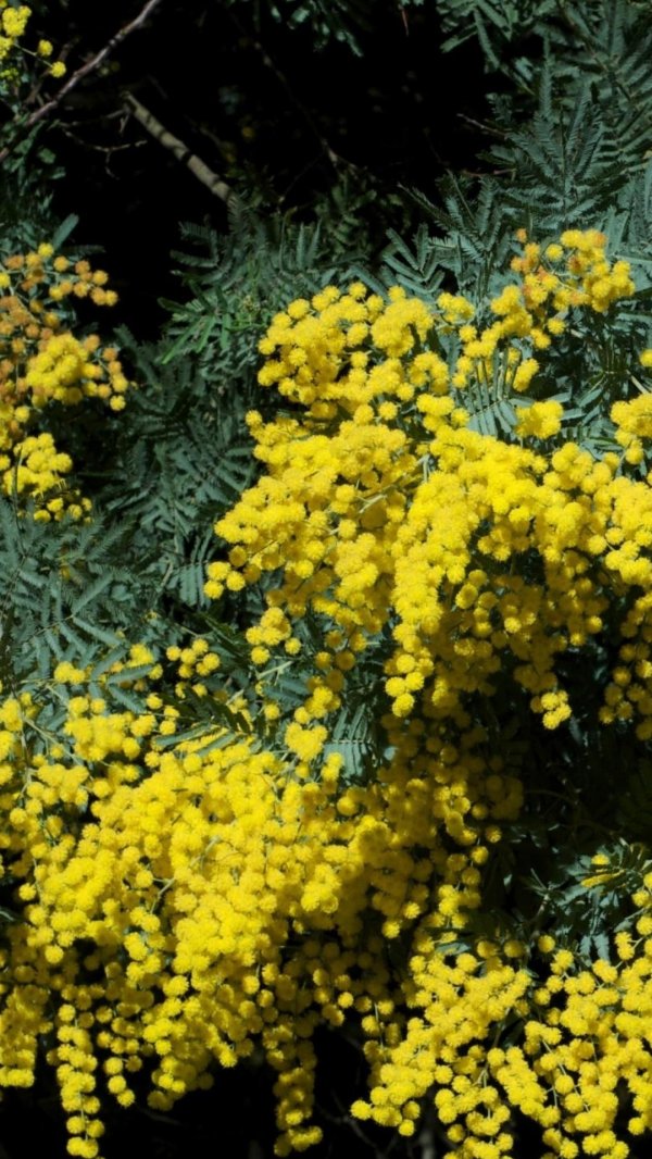 акация dealbata