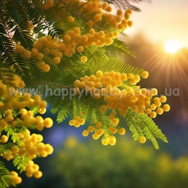 мимоза дерево