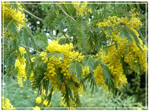 куст мимозы