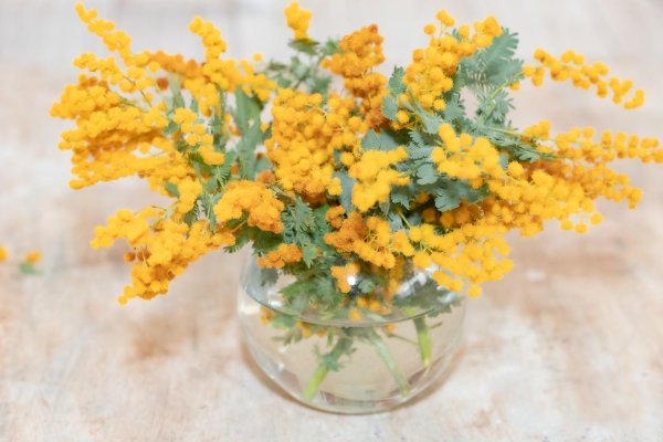 мимоза хамбуриана