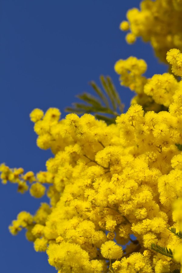 мимоза цветы эстетика