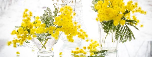 мимоза белая