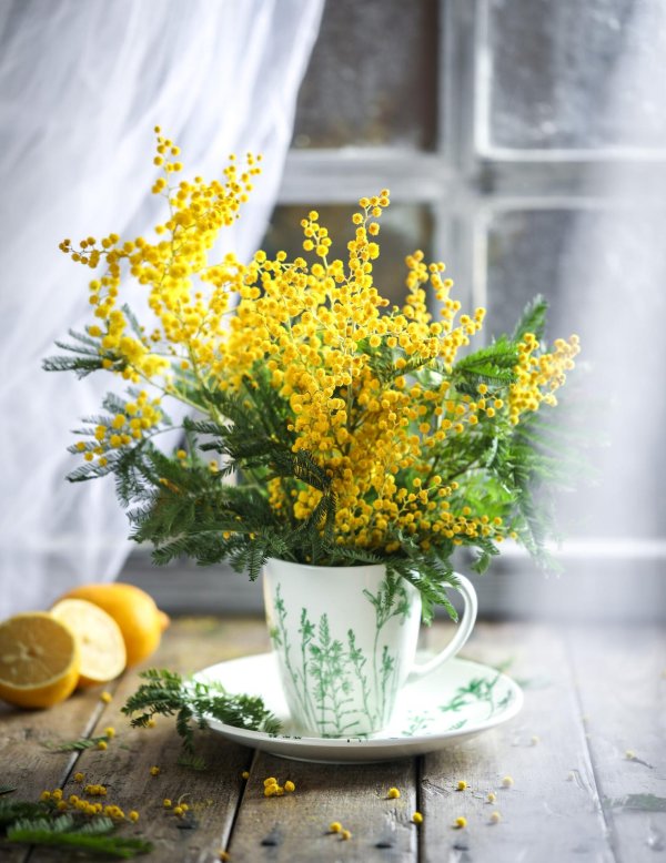 мимоза открытка