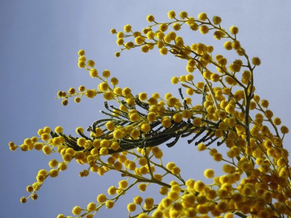 мимоза настоящая