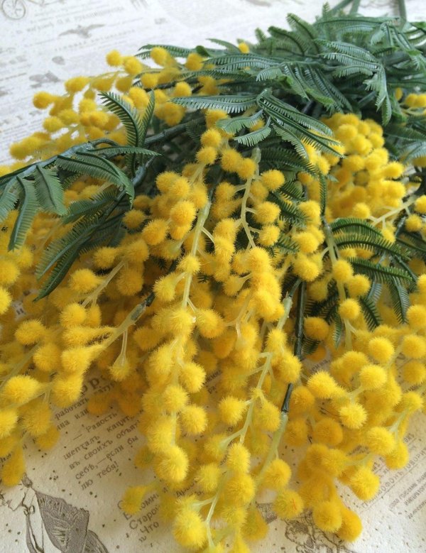 мимозы ветка мимозы