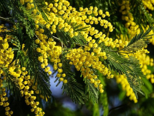 мимоза открытка