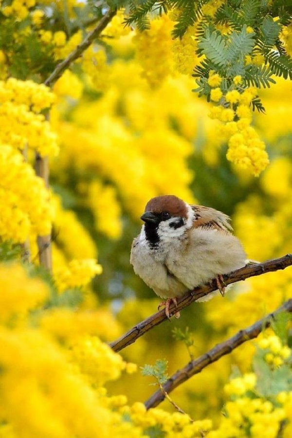 воробей птица