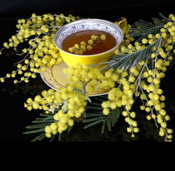 чай с мимозой