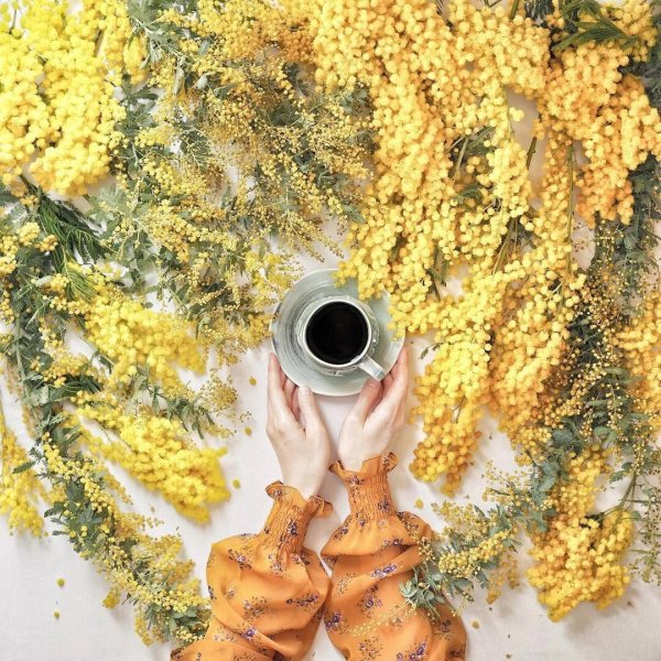 доброе утро с мимозами