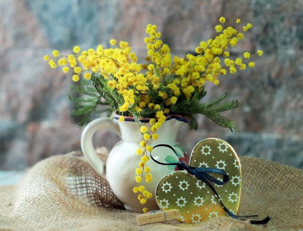 цветок мимозы мимозы