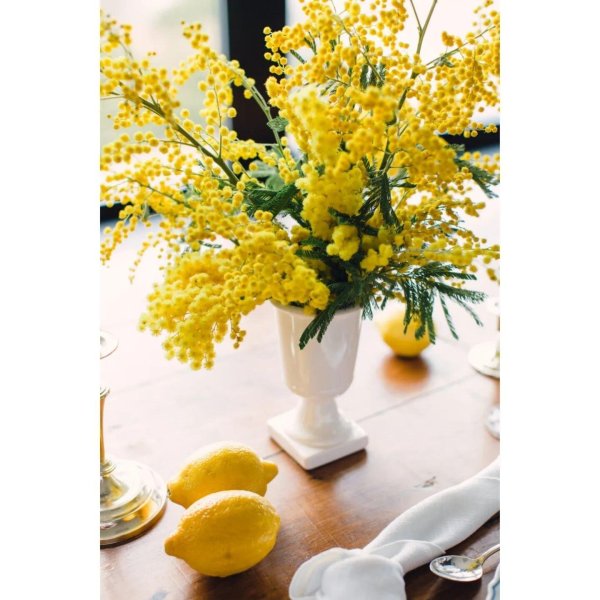 ветка мимозы в вазе