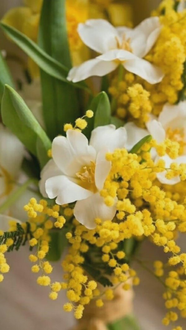 букет мимоз