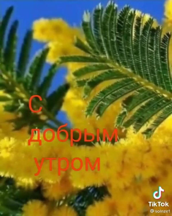 доброе утро с мимозами