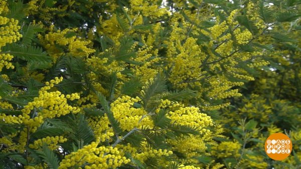 мимоза хамбуриана