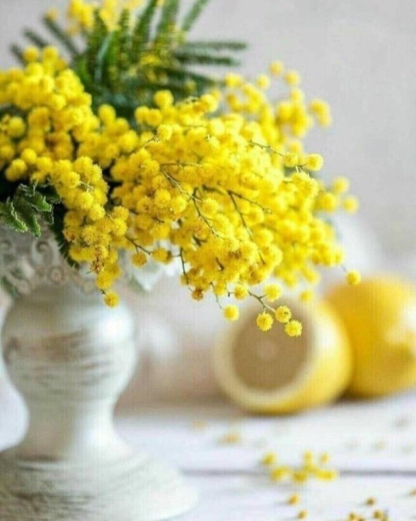 весенний букет с мимозой