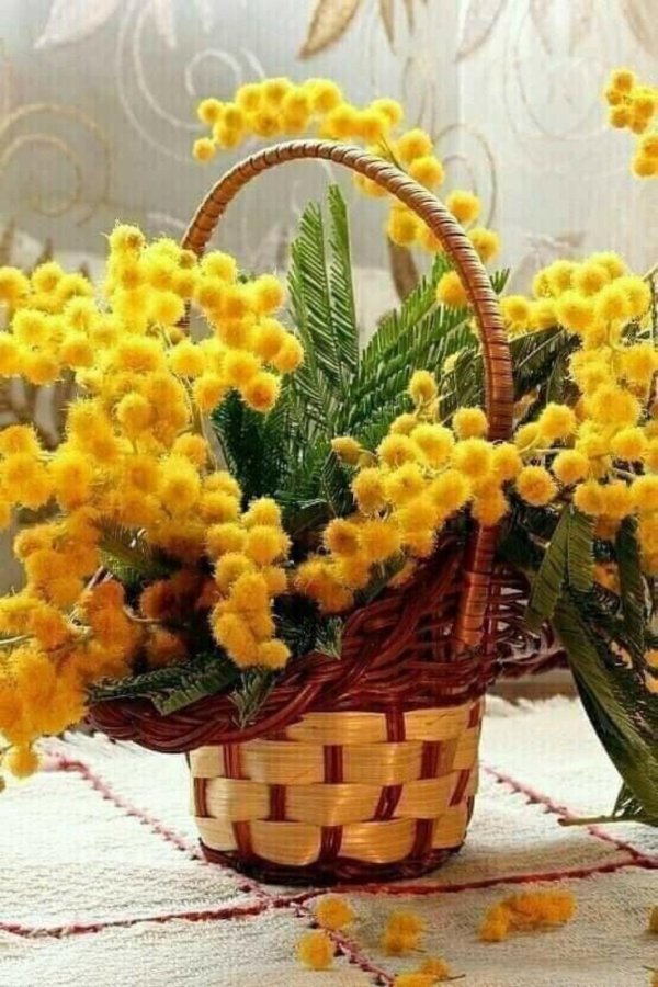 весенние цветы мимоза