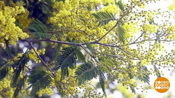 цветение мимозы
