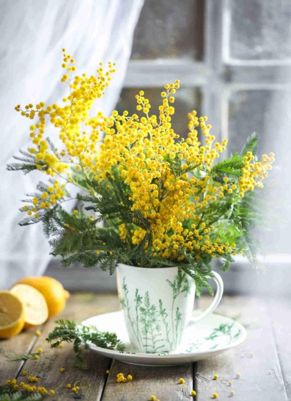 мимоза открытка