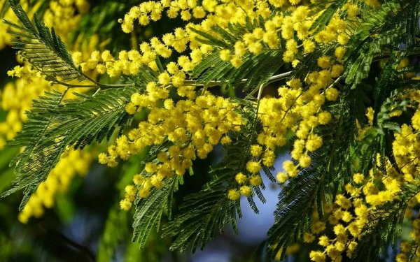 северная мимоза