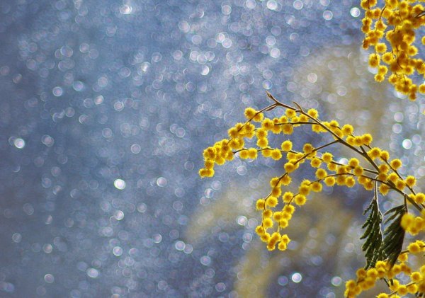 фон с мимозой