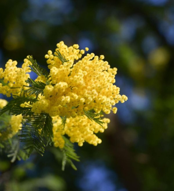 сбор мимозы