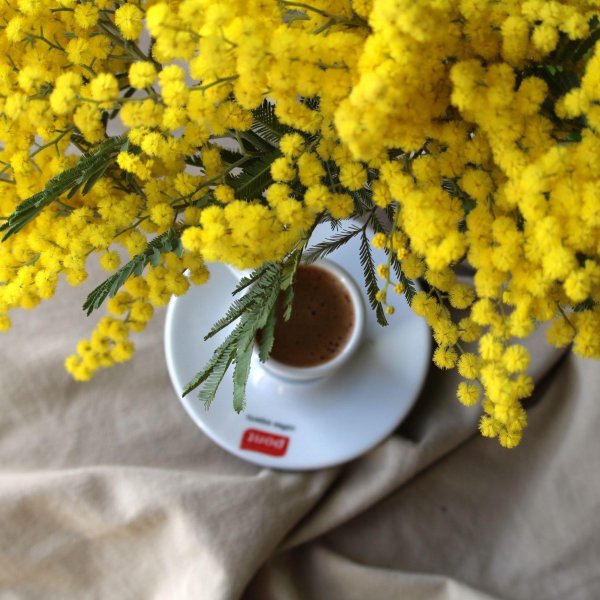 доброе утро с мимозами