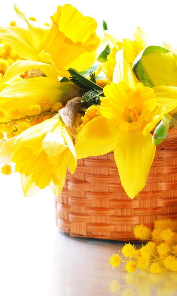 желтые нарциссы