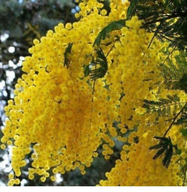 мимоза дерево