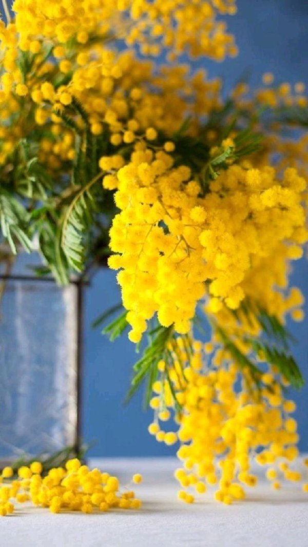 весна мимоза