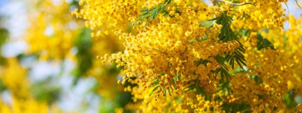 акация dealbata