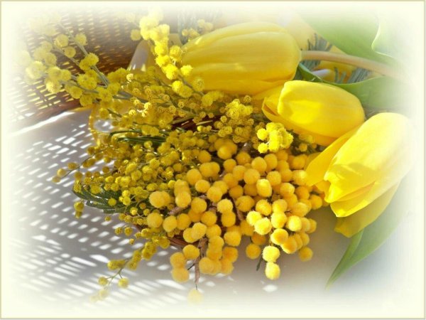 мимозы ветка мимозы