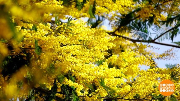 мимоза дерево