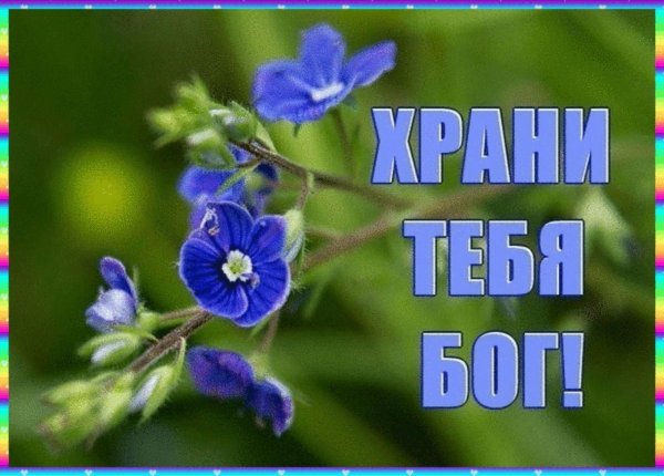 вероника дубравная