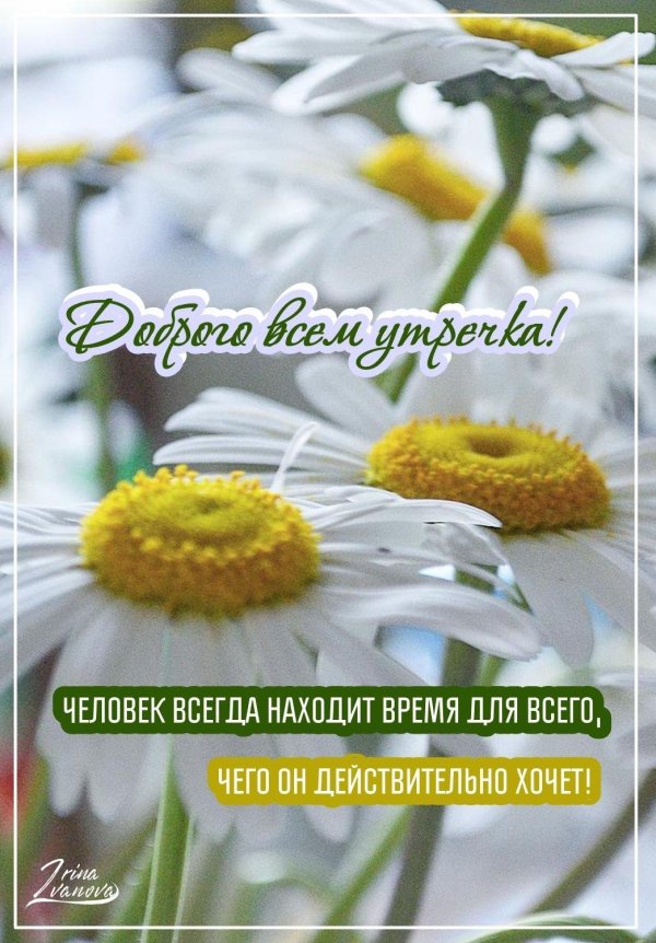 доброго утра с ромашками